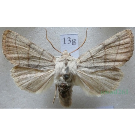 Charanyca trigrammica (Hufnagel, 1766) Światłówka potrójnica Czech13g